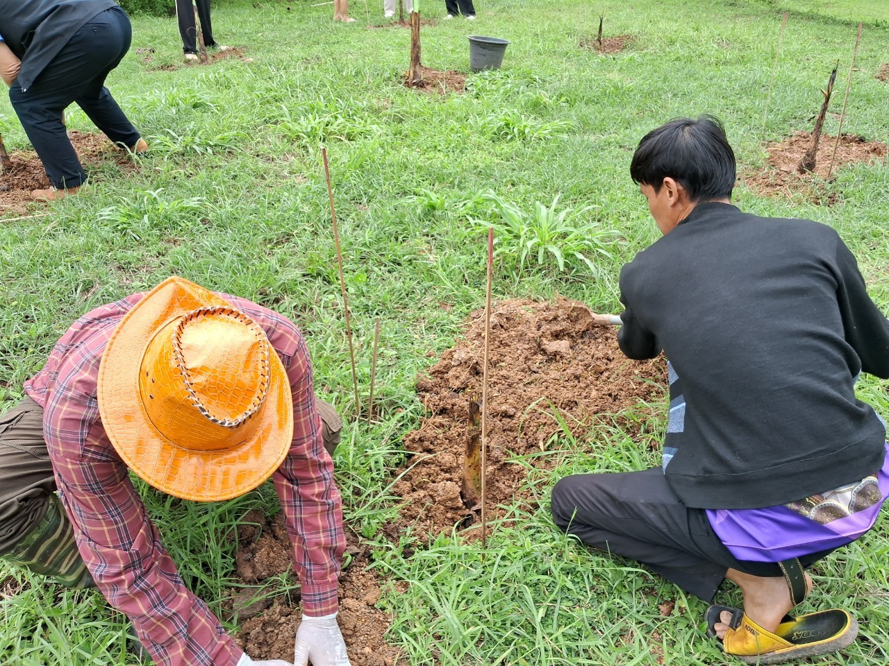 ภาพที่ 11